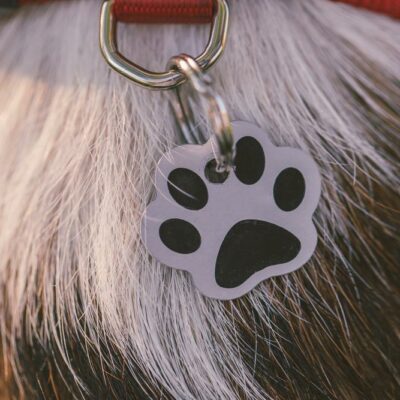 Tips to search for a lost pet