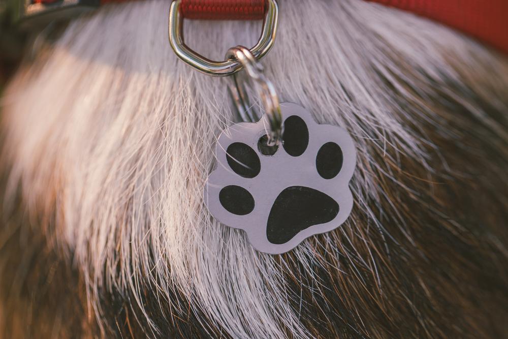 Tips to search for a lost pet
