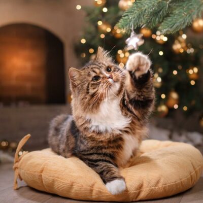 Tips to take care of your pets during the holiday season