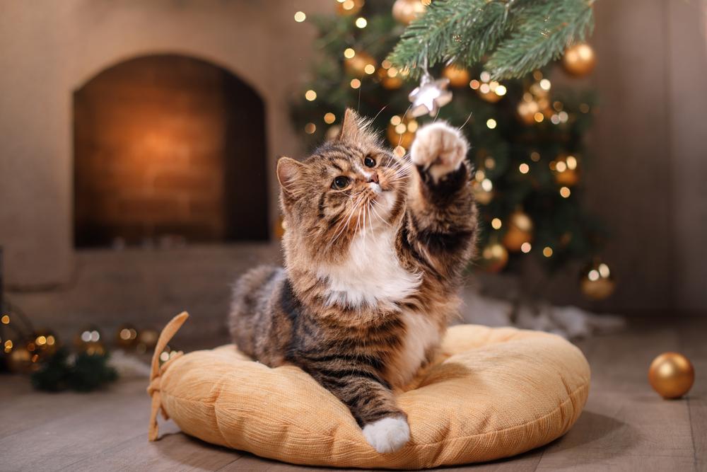 Tips to take care of your pets during the holiday season