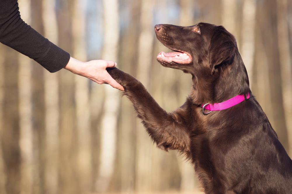 Tips to train your dog