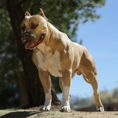 Top 4 myths about pit bulls that should be debunked