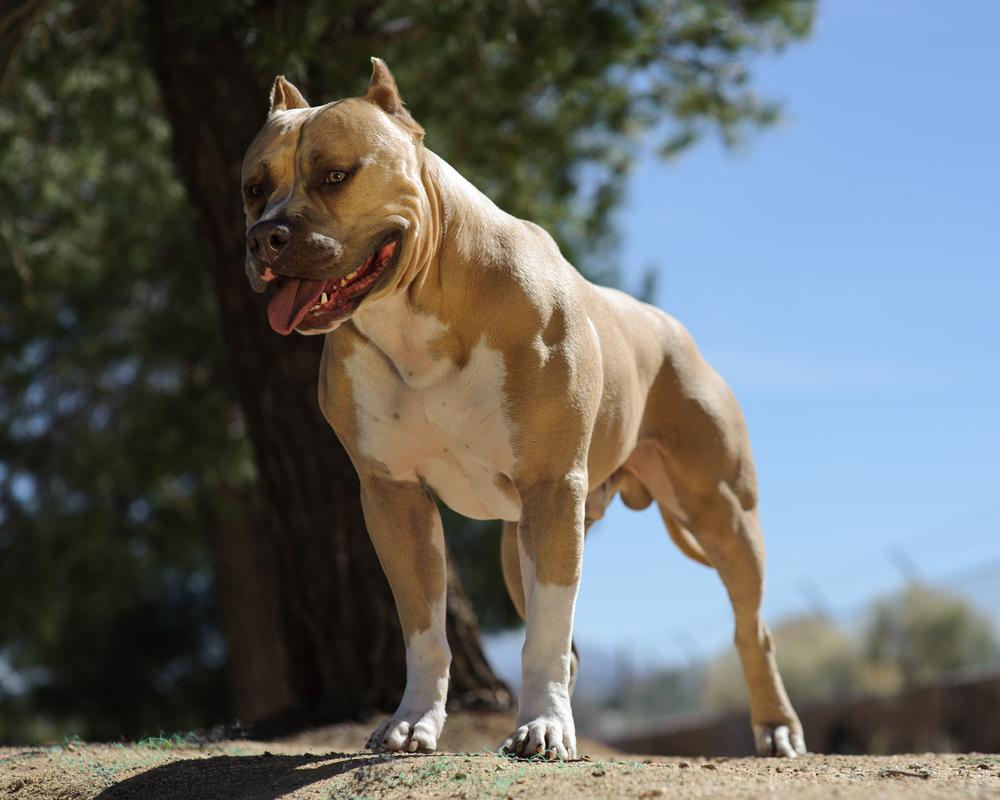 Top 4 myths about pit bulls that should be debunked