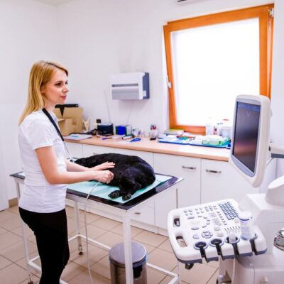 Top 5 reasons why veterinary care for pets is so expensive