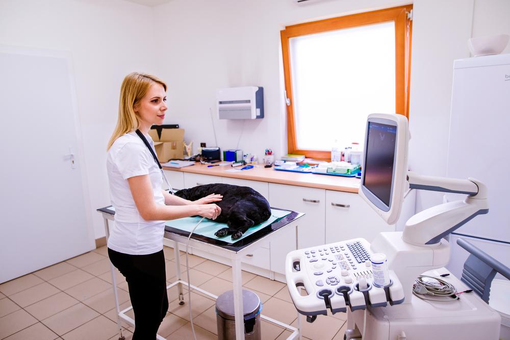 Top 5 reasons why veterinary care for pets is so expensive