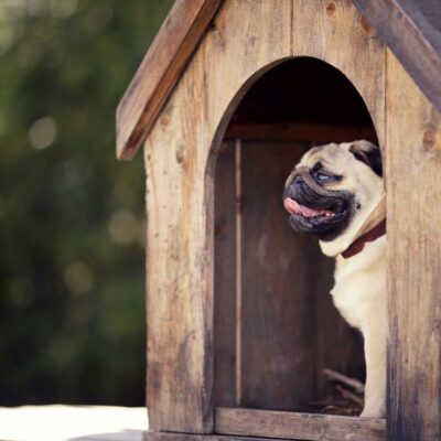 Top 5 things to look for in a kennel