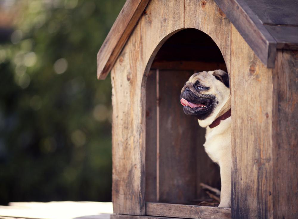 Top 5 things to look for in a kennel