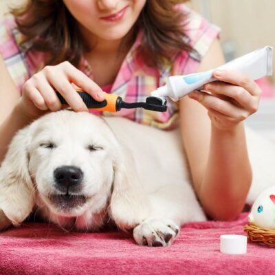 Top 8 pet poison myths debunked