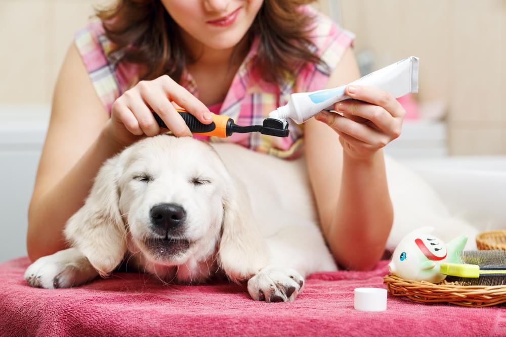 Top 8 pet poison myths debunked