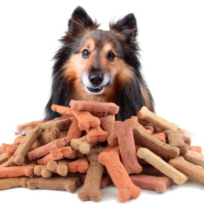 Top 10 dog foods for all life stages