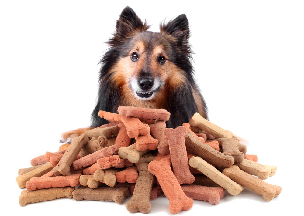 Top 10 dog foods for all life stages