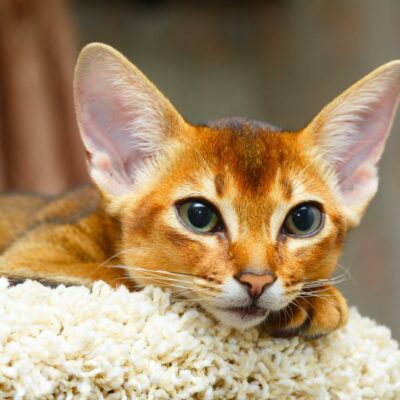 Top 10 most popular cat breeds