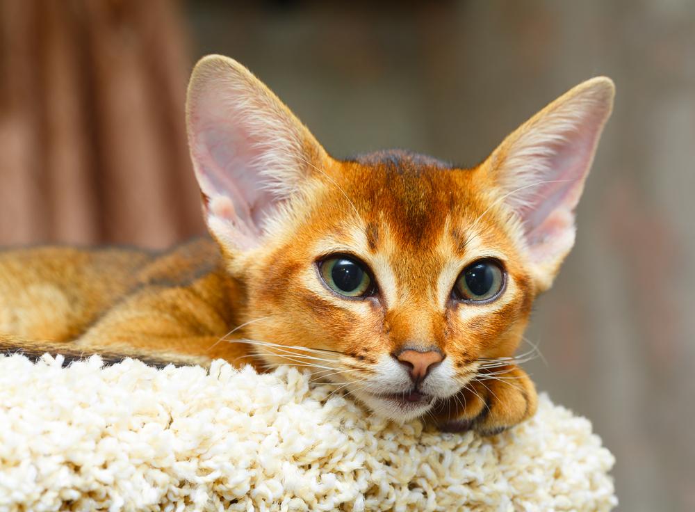 Top 10 most popular cat breeds