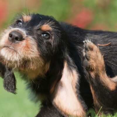 Top 15 rare dog breeds in the world