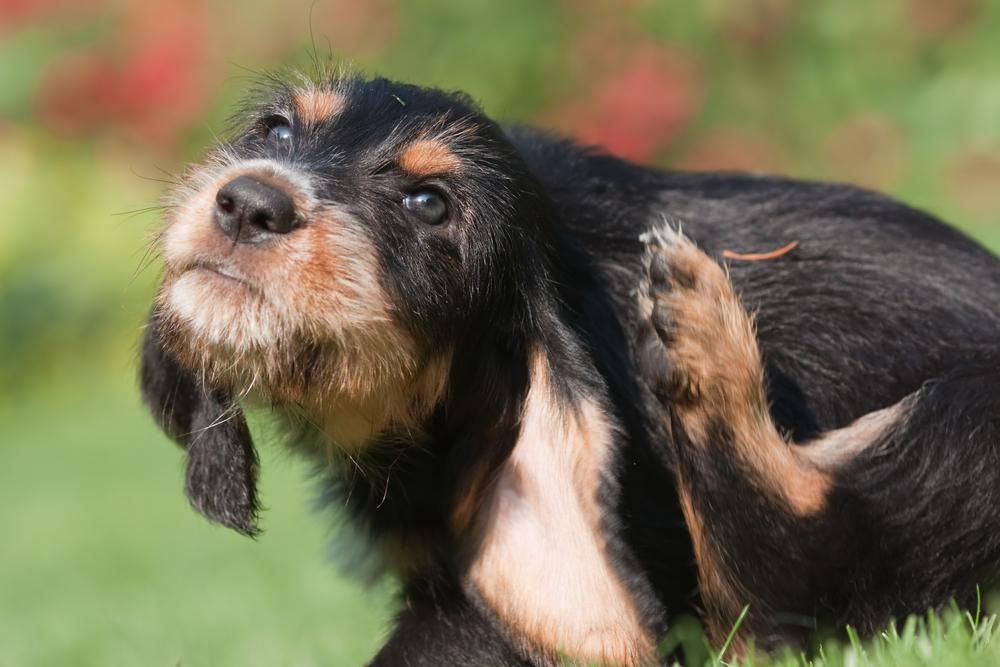 Top 15 rare dog breeds in the world