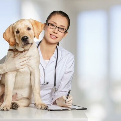 Top 3 dog products accepted by Veterinary Oral Health Council
