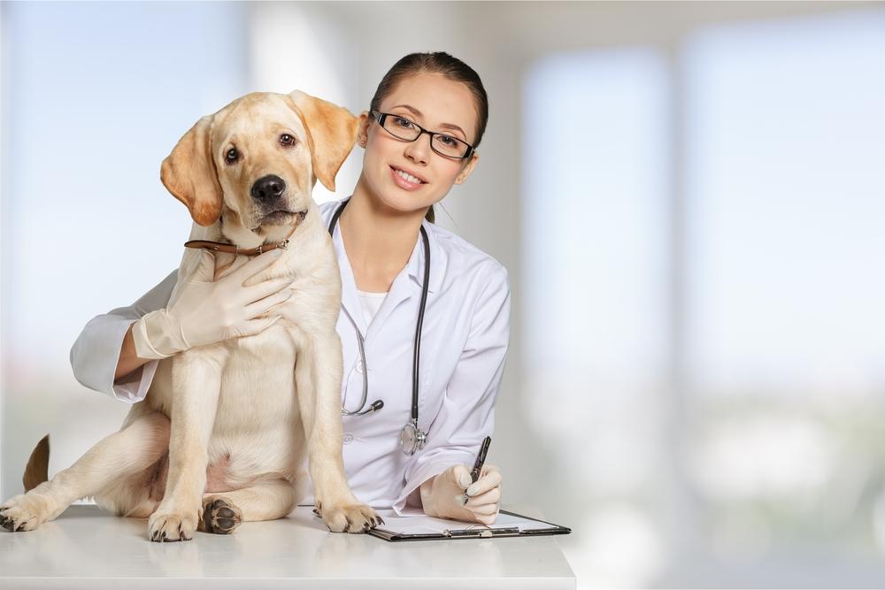 Top 3 dog products accepted by Veterinary Oral Health Council