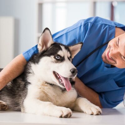 Top three benefits of boarding your pet at a veterinary clinic