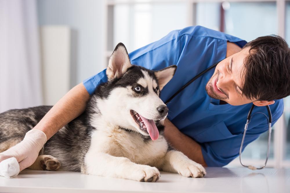 Top three benefits of boarding your pet at a veterinary clinic