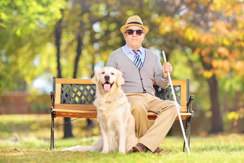 Top five companion dog breeds for seniors