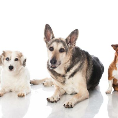 Top six dog breeds that are most prone to accidents