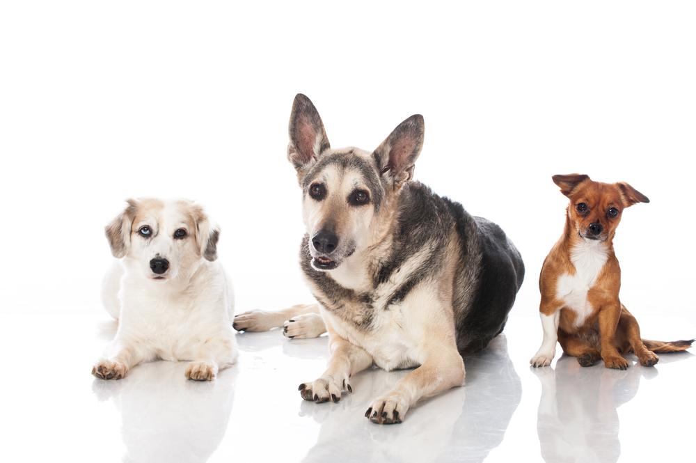 Top six dog breeds that are most prone to accidents