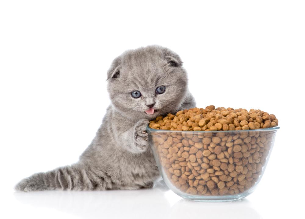 Ultimate guide to choose the best cat food