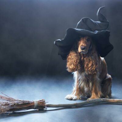 10 Tips to make Halloween safer for your pet
