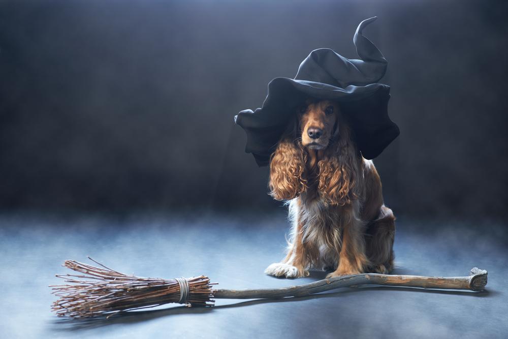 10 Tips to make Halloween safer for your pet