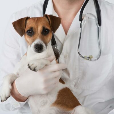 10 most common dog diseases and illnesses