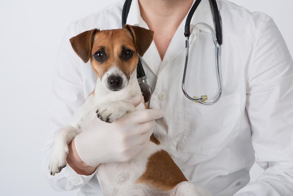 10 most common dog diseases and illnesses
