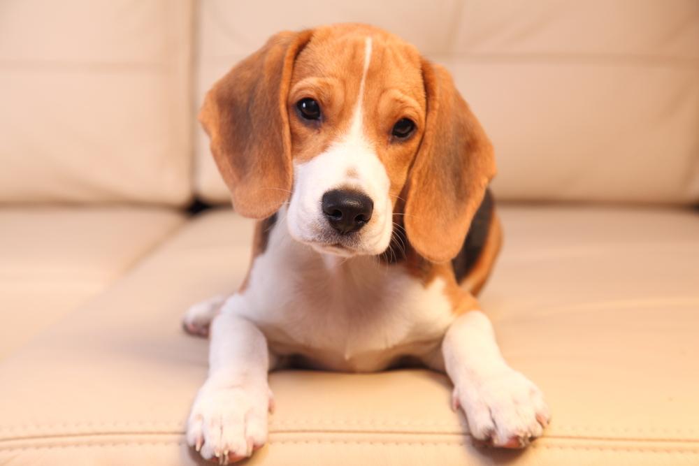 10 dog breeds that adapt well to apartment living