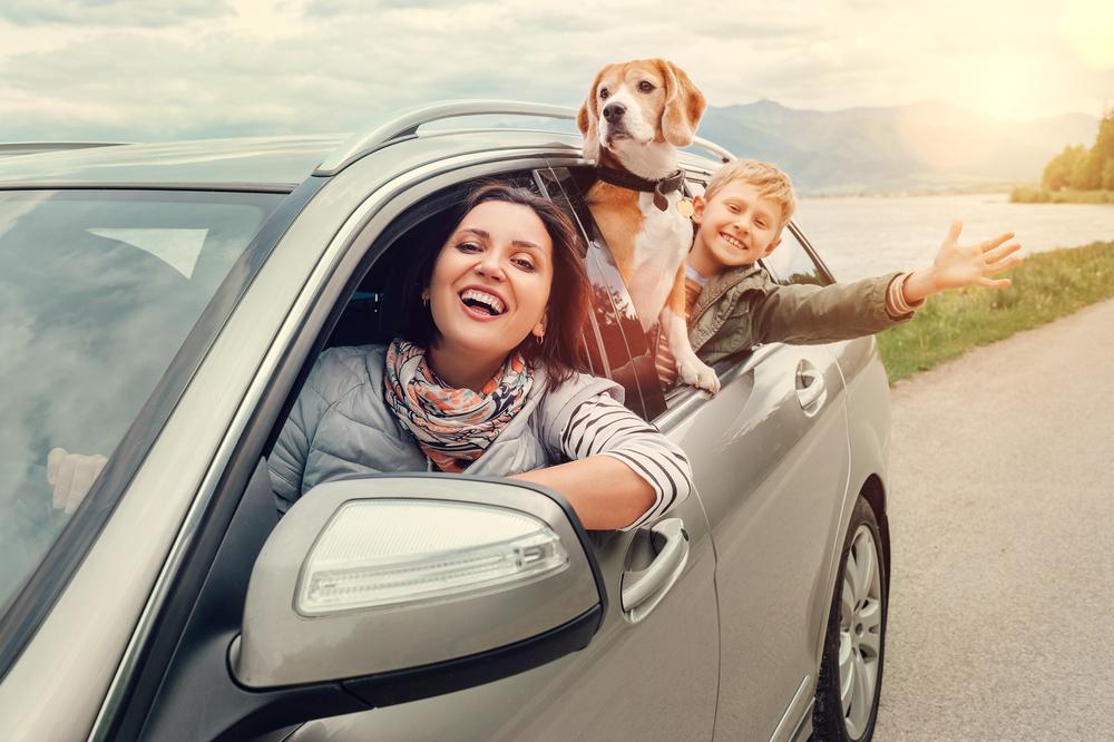 10 tips to enjoy a road trip with your pet