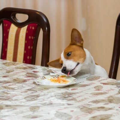 12 food items your dog should never consume