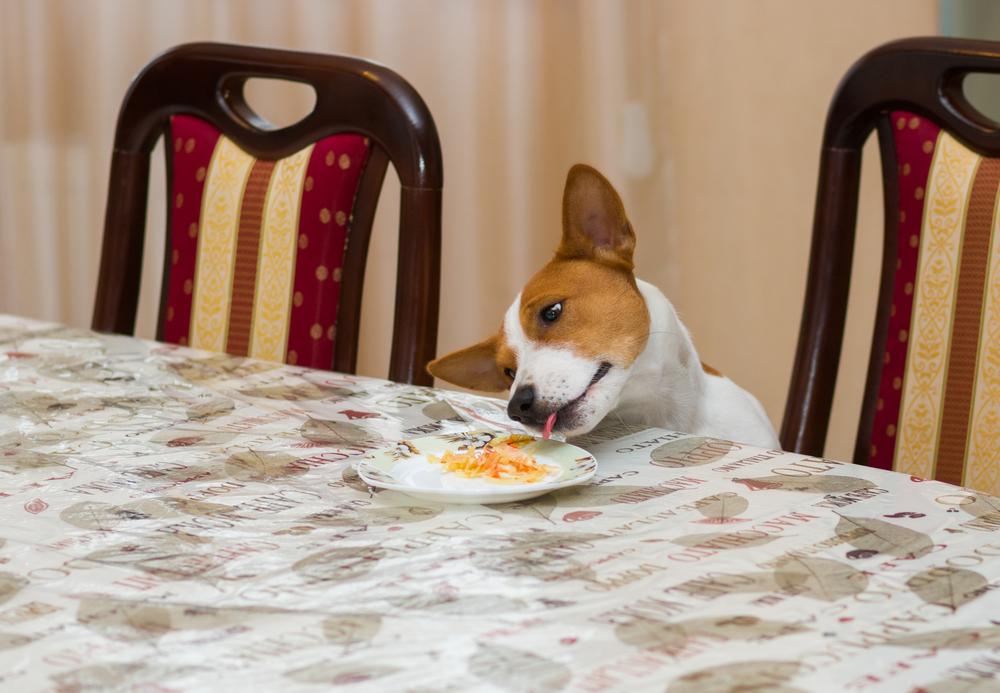 12 food items your dog should never consume