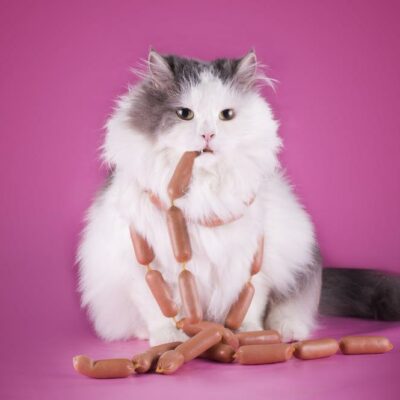 12 things that your cat should never eat