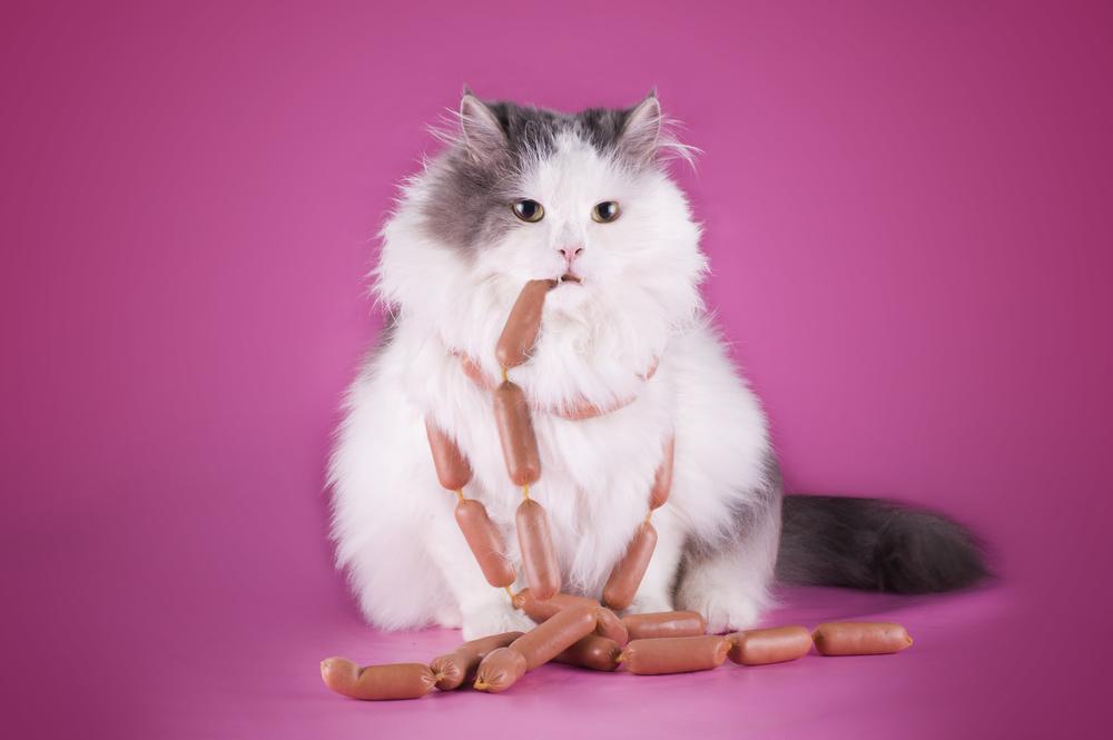 12 things that your cat should never eat