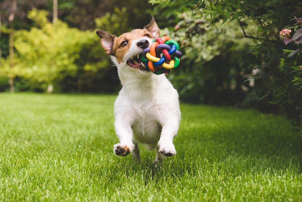5 Fantastic tips to calm your pets inner escape artist