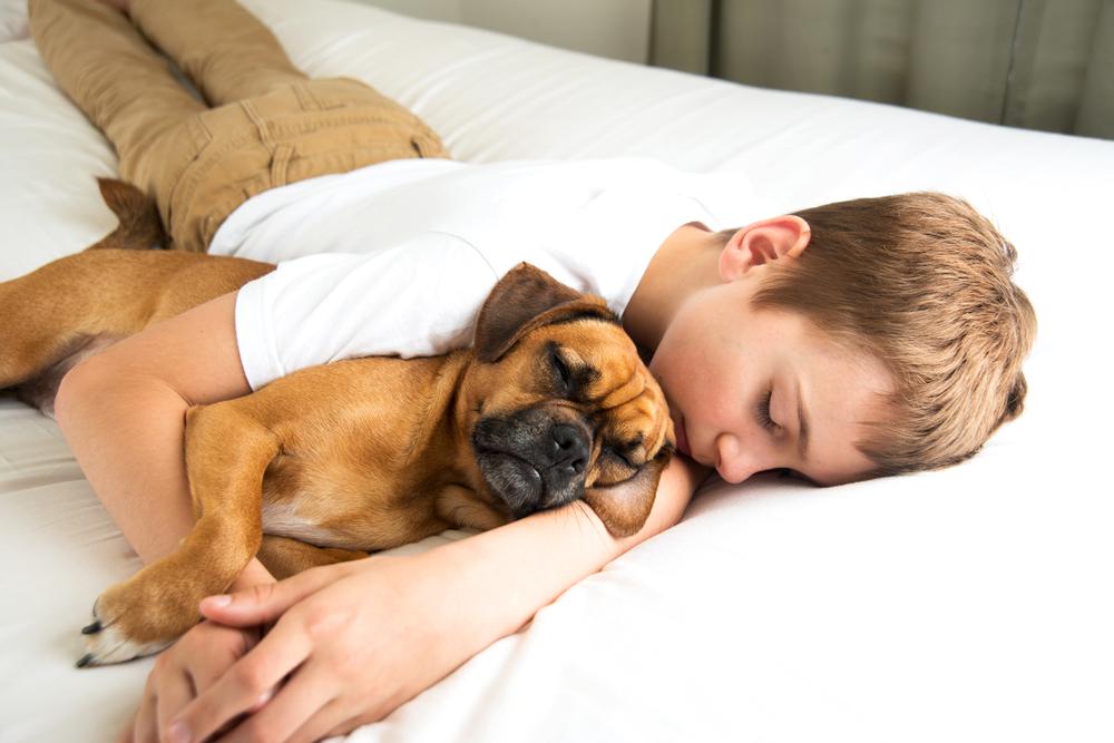 5 Myths and facts about sharing your bed with pets