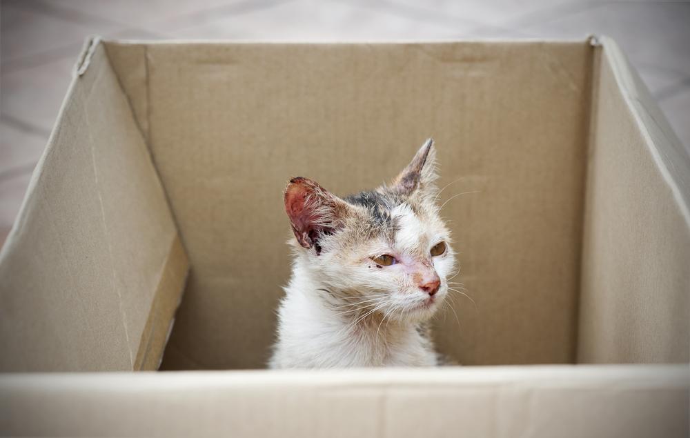 5 common scenarios when one’s cat may be lost