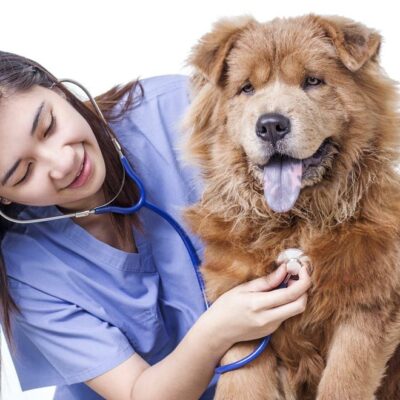 5 tips on how to care for your dogs with asthma