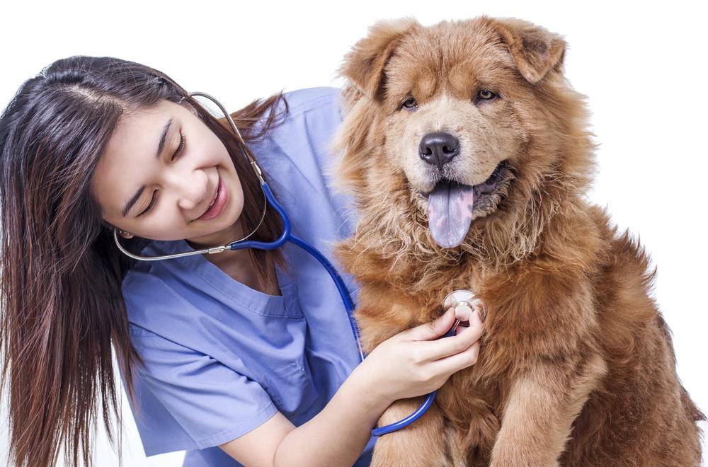 5 tips on how to care for your dogs with asthma