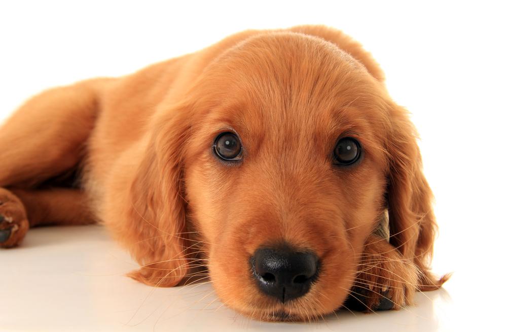 6 common dog breed myths debunked