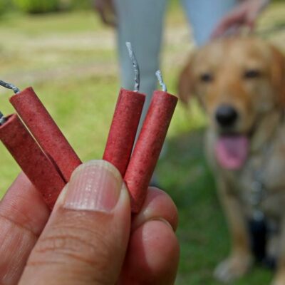 6 ways to help your pet survive fireworks