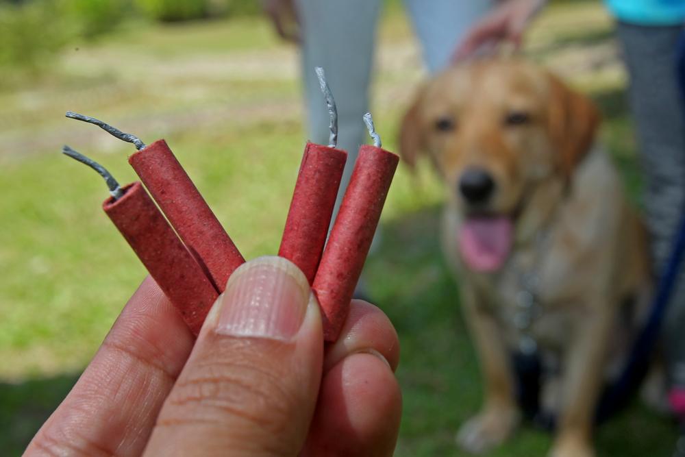 6 ways to help your pet survive fireworks