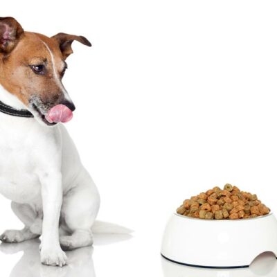 6 tips for dealing with dogs that are picky eaters