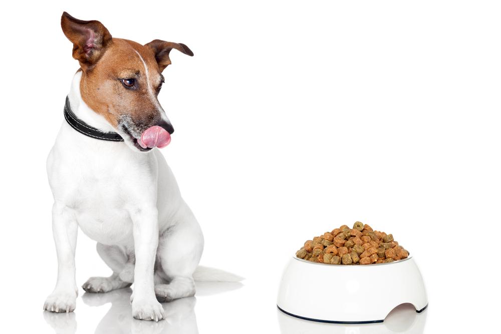 6 tips for dealing with dogs that are picky eaters