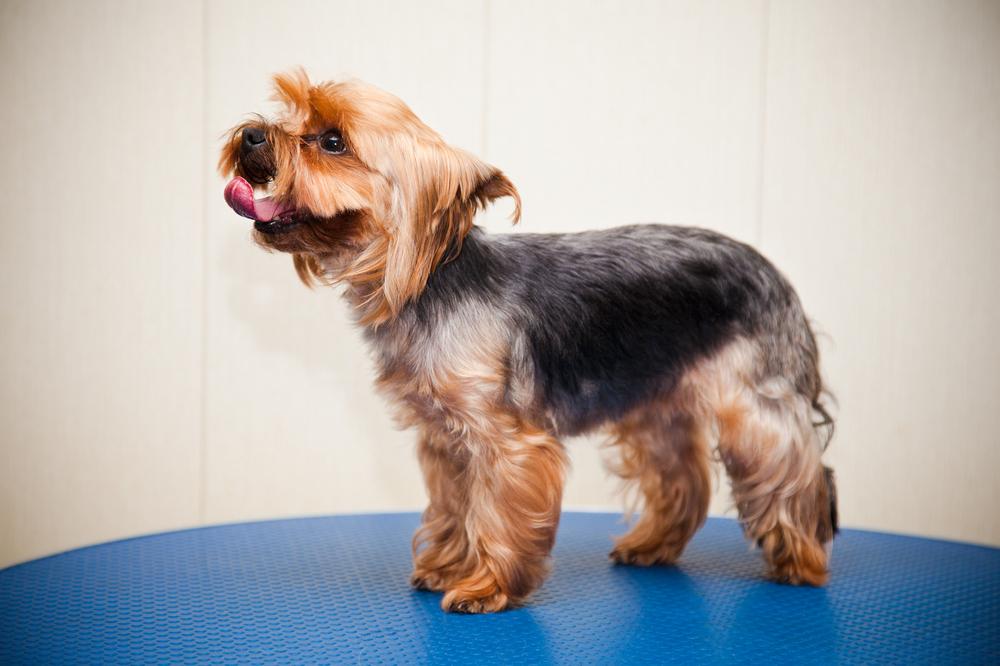 7 most popular small dog breeds suitable for apartments