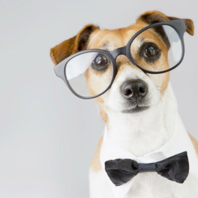 8 affordable stocking stuffers for your pets