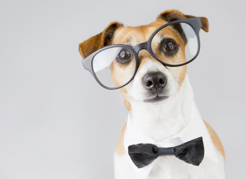 8 affordable stocking stuffers for your pets